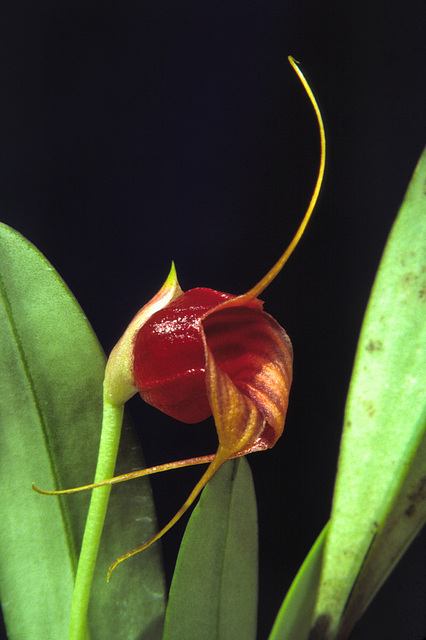 Megema corniculata