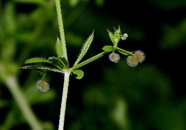 Galium aparine - Gratteron