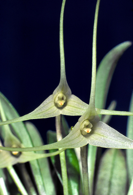 Masdevallia pumila