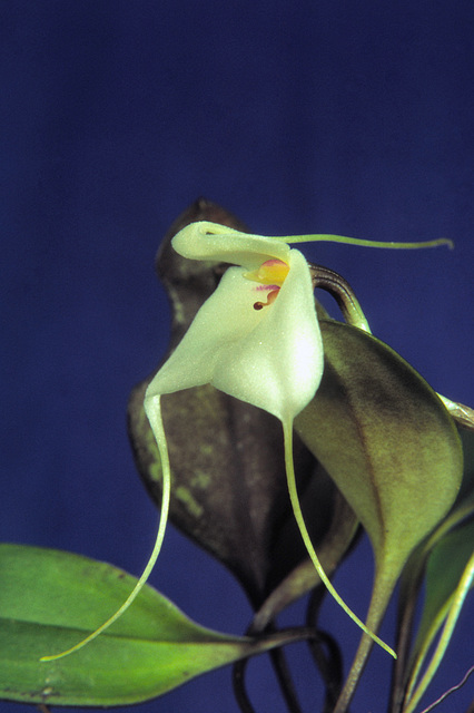 Masdevallia andreettana