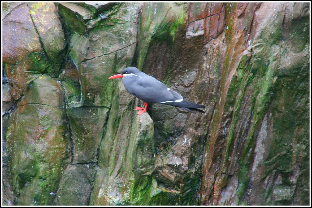 bird on a cliff