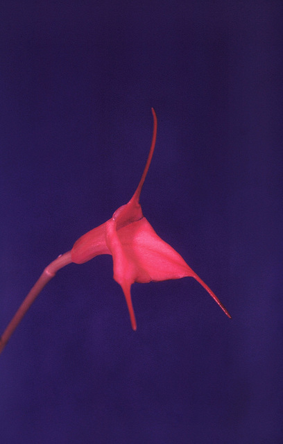 Masdevallia barleana