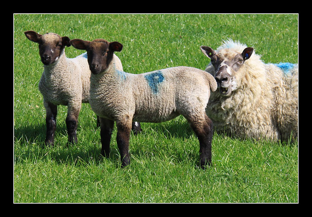 sPring lambs