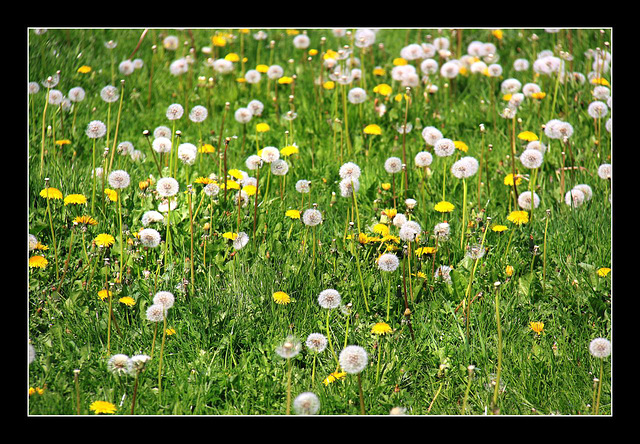 Dandelion field