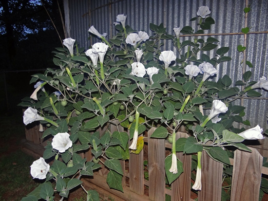 The Moonflowers at dusk were alive with Bees and a Privet Hawk Moth