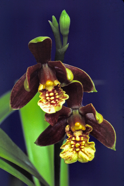 Encyclia livida