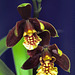 Encyclia livida