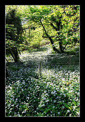 Wild Garlic