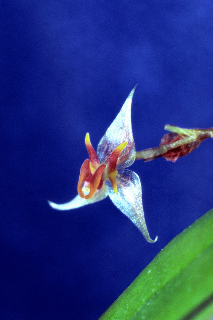 Lepanthes species