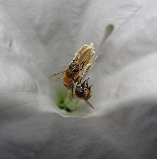 The Moonflowers at dusk were alive with bees