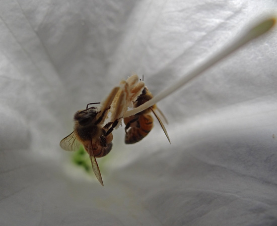 The Moonflowers at dusk were alive with bees