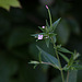 20130708 2309RTw [D~LIP] Zottiges Weidenröschen (Epilobium hirsutum) [Onagraceae], Bad Salzuflen