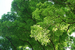 20090311-0922 Dalbergia latifolia Roxb.