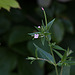 20130708 2310RTw [D~LIP] Zottiges Weidenröschen (Epilobium hirsutum) [Onagraceae], Bad Salzuflen