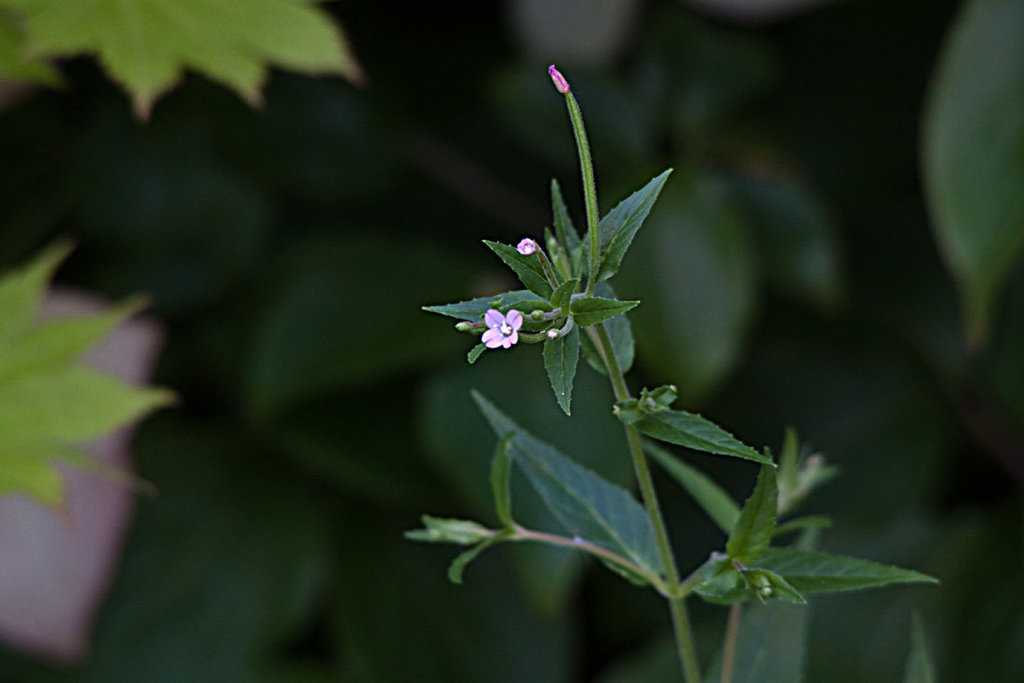20130708 2310RTw [D~LIP] Zottiges Weidenröschen (Epilobium hirsutum) [Onagraceae], Bad Salzuflen