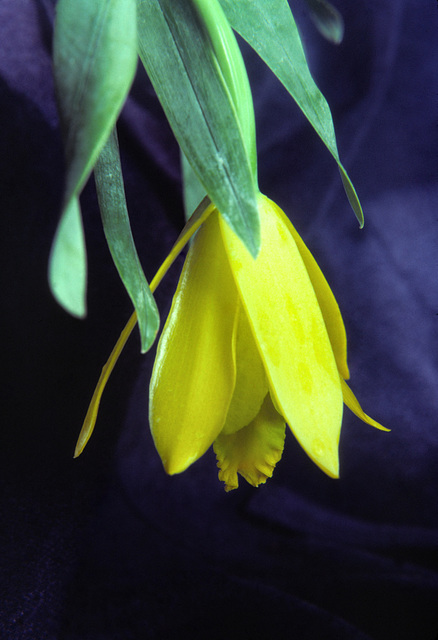 Encyclia citrina