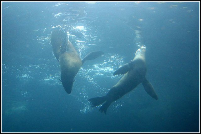 seals