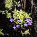 Common Butterwort (Pinguicula vulgaris)