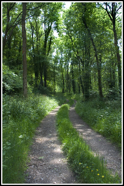 woodland track