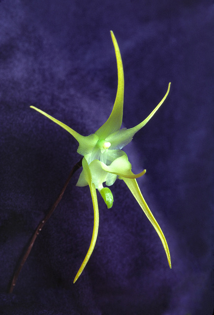 Aeranthes grandiflora