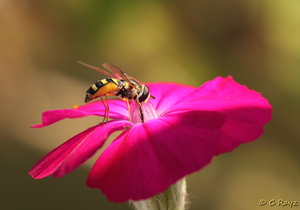 Patio Life: Hover On Campion