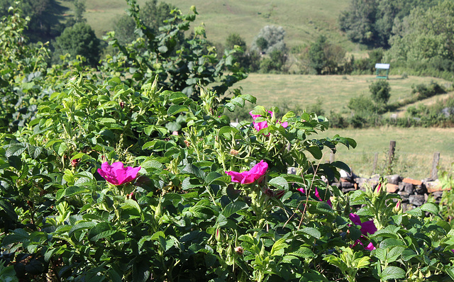 Rosa rugosa (2)