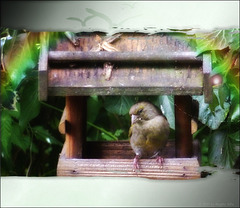 i think today ☆ღ☆ it was the last day of this lovely birdie ღ