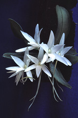 Aerangis fastuosa