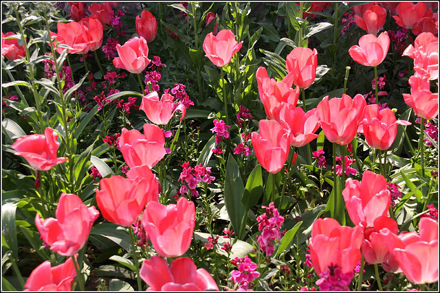 Cardiff blooms