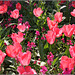 Cardiff blooms