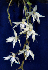 Aerangis modesta