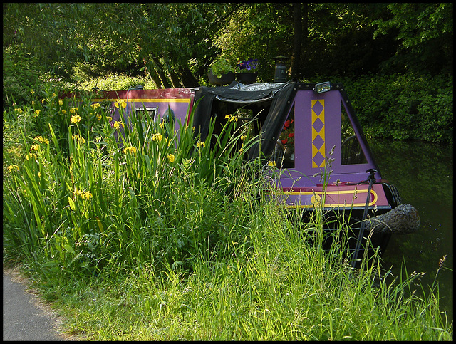 yellow iris by the canal