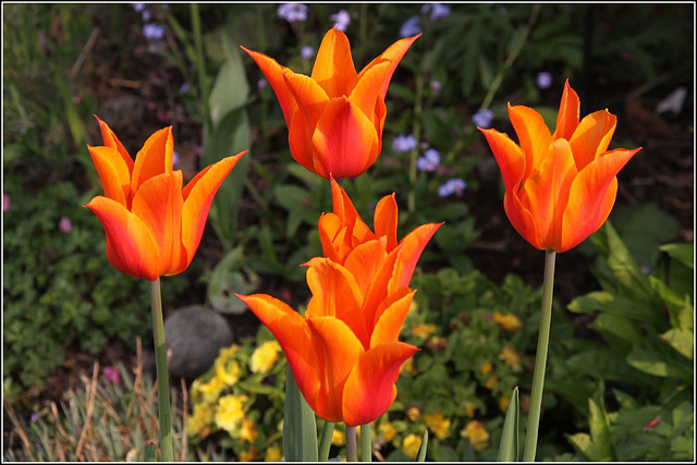 Tulips on fire