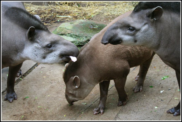 tapir