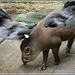 tapir