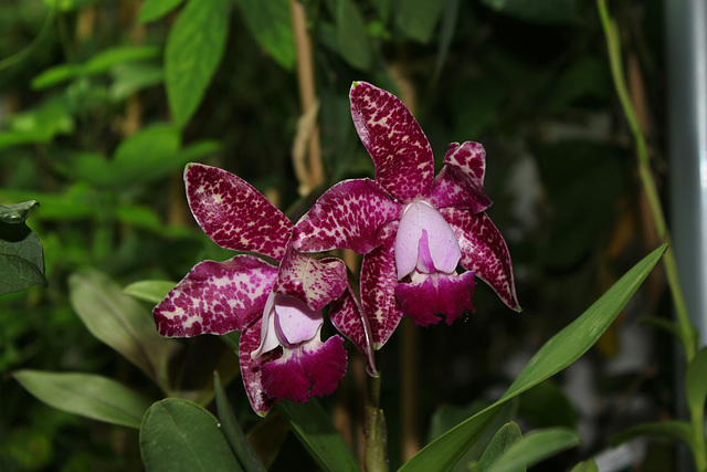 Cattleya 'Pink Jaguar ' (Tricum Porm)