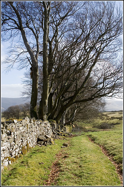 tree line