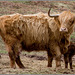 cattle 'n' calf