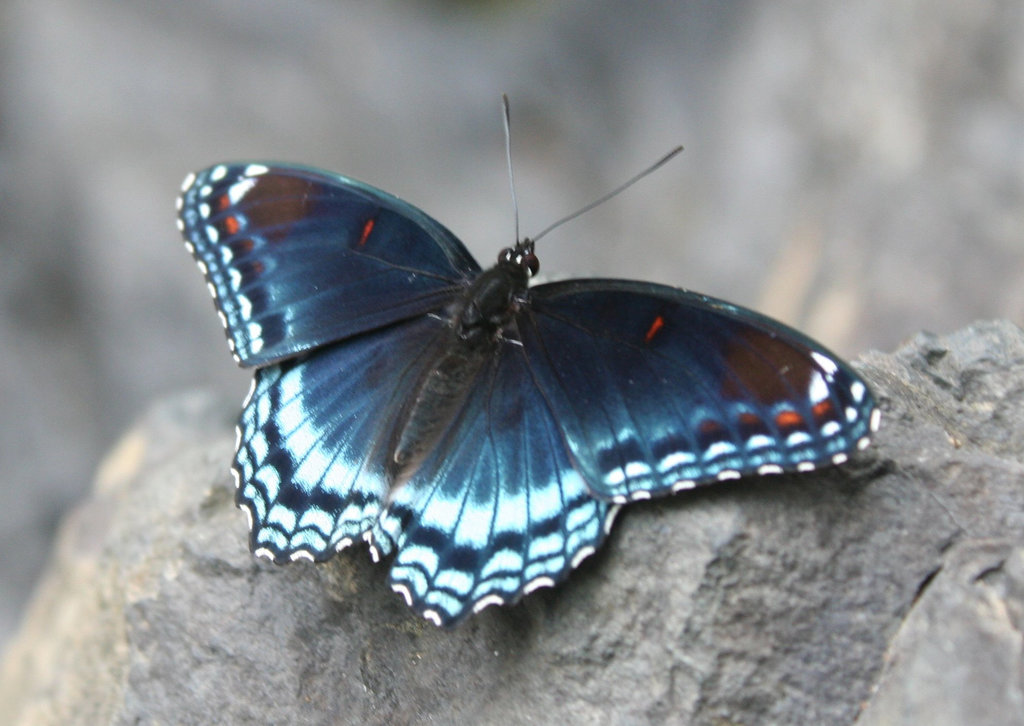 Red Spotted Purple Butterfly