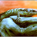 Lizard