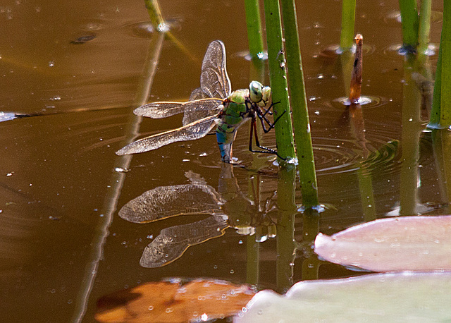 20130709 2313RTw Libelle, Seerose