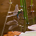 20130709 2313RTw Libelle, Seerose