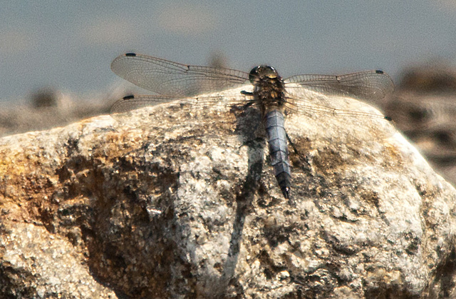 20130709 2317RTw Plattbauchlibelle m (libellula depressa)