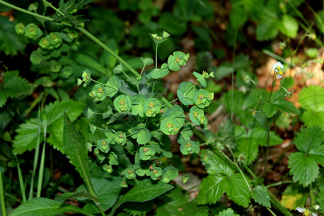 Euphorbia  amygdaloïdes- Euphorbe des bois