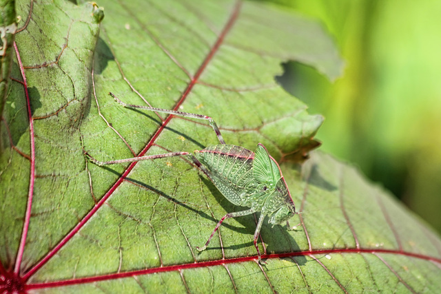 Katydid - colour change