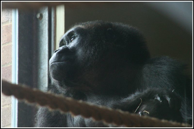 watching