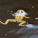 20130709 2322RTw [D~MI] Wasserfrosch, Hille