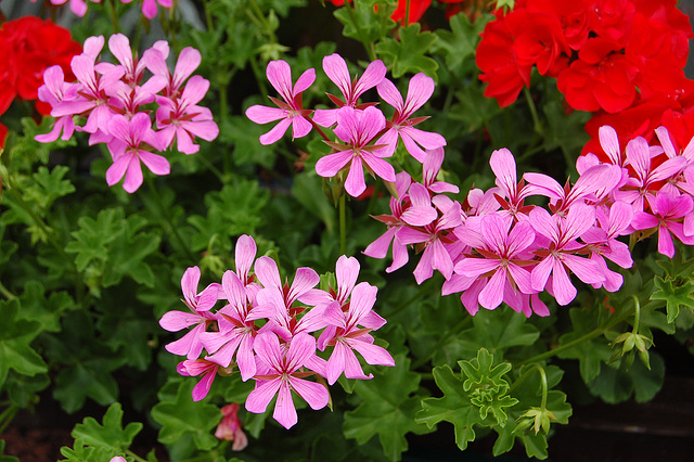 Potfloroj en la pensionkorto (Topfblumen im Hof der Pension)