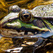 20130709 2325RTw [D~MI] Wasserfrosch, Hille