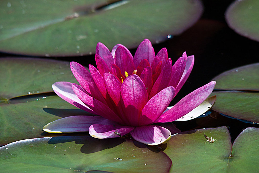 20130709 2326RTw Seerose
